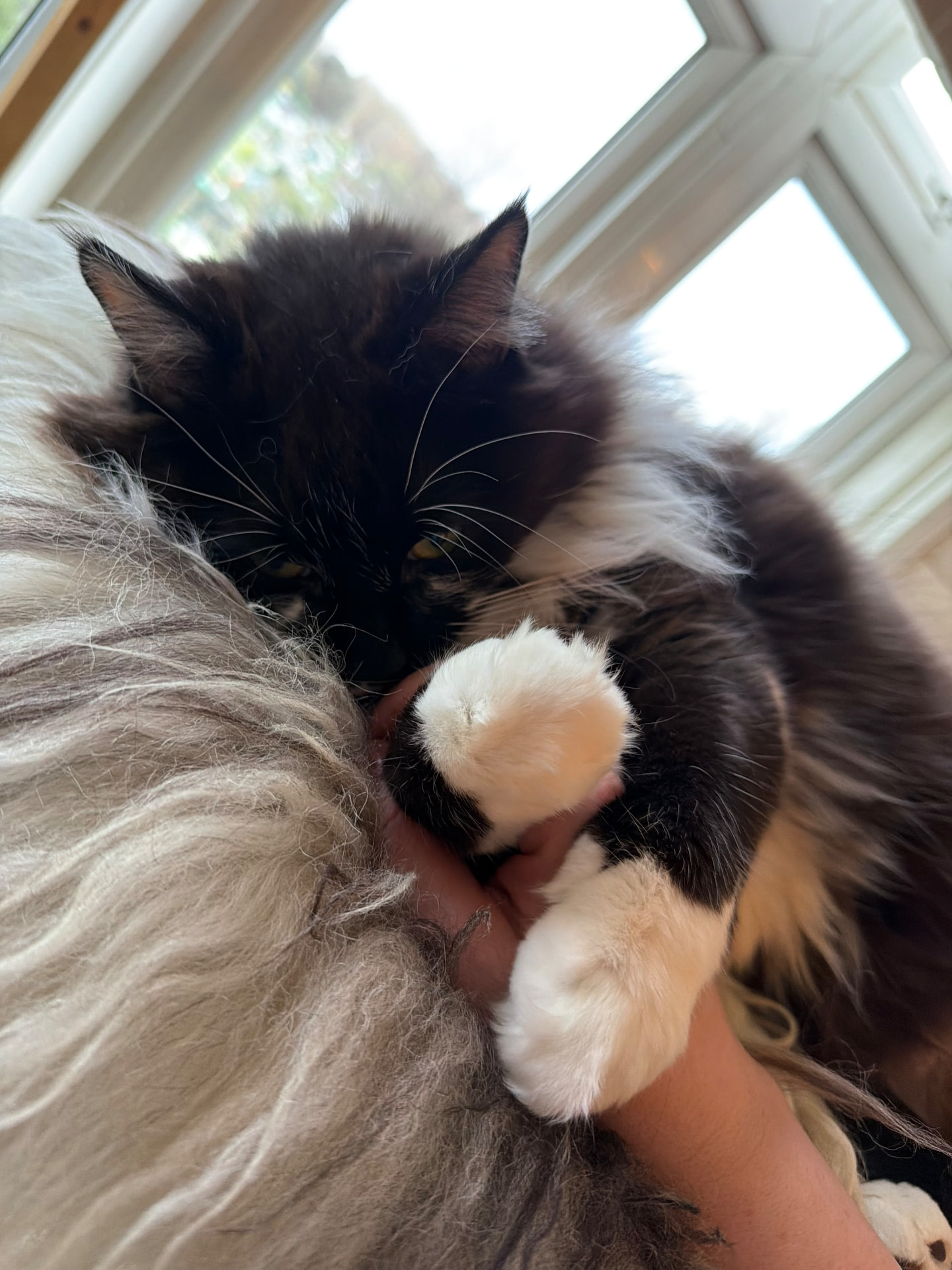 Eine flauschige schwarz-weiße Katze kuschelt