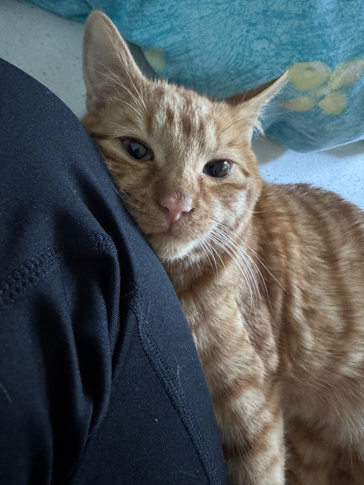 Ein roter Kater lehnt den Kopf an ein Bein