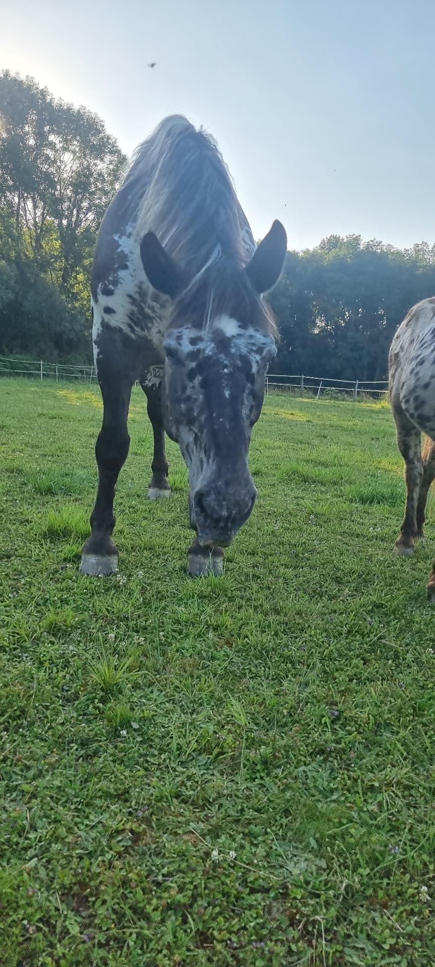 Ein geflecktes Pferd grast auf der Koppel